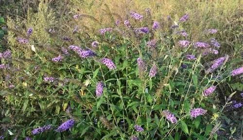  『实用』实用的药酒花，泡进酒里，能防止蚊虫叮咬，还能开出紫色小花
