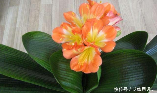 打造|冬天阳台要有8种花,开花艳丽,花香怡人,打造温馨小花园