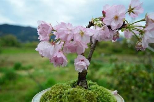  【盆栽植株】乡间趣事！春天养花，这几点没做到位，难怪植株不出新芽还黄叶，看完赶紧改