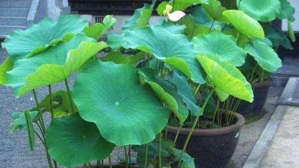  「没想到」老水缸不要扔，拿来种这一物，没想到长出的东西鲜美可口