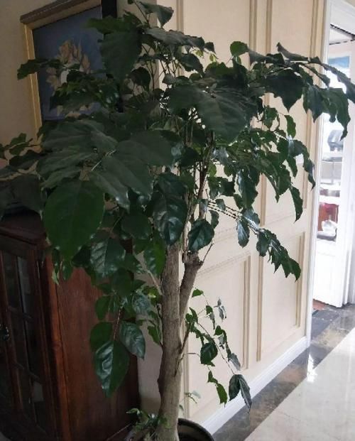  [油绿]5种寓意超好的花，没有院子也能养，叶子油绿一年比一年茂盛！