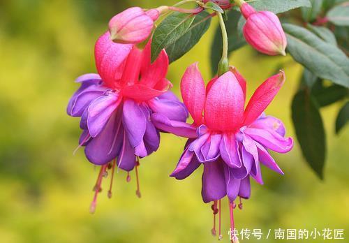  『就要』喜欢在家中养护花卉，就要掌握养花技巧，开花艳丽，不黄叶，美丽