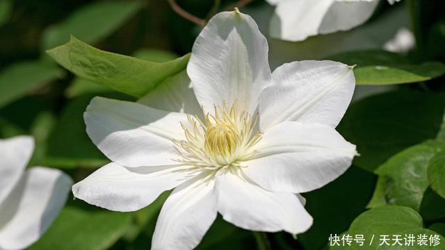 『耐热』喜欢养花就养此3种,耐热耐晒更耐旱,不用操心也能爆盆,美极了