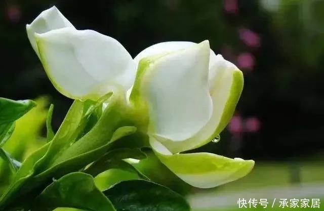  栀子花|栀子花发黄掉花苞，有2个“原因”，及时改善，叶油绿花爆满