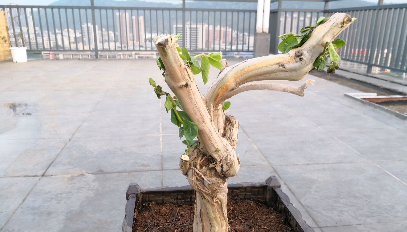 『金银花盆景桩头』金银花盆景怎样养护