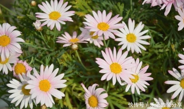 试试|想要养护花期长花量大、色彩丰富的草花,试试玛格丽特,皮实好养