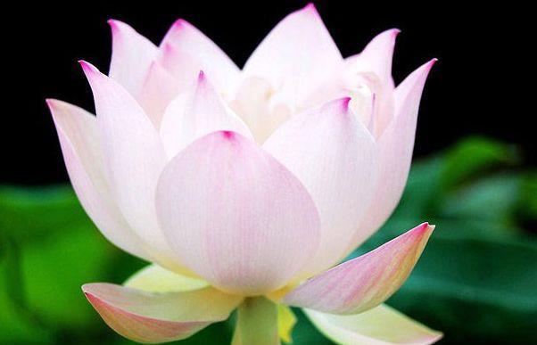  『养盆』喜欢玫瑰，不如养盆“精品荷花”粉黛，花开娇艳美丽，千姿百态