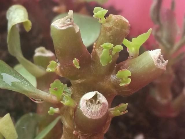  [明亮的位置]嫌花长得丑，趁现在砍头，2个月脱胎换骨！