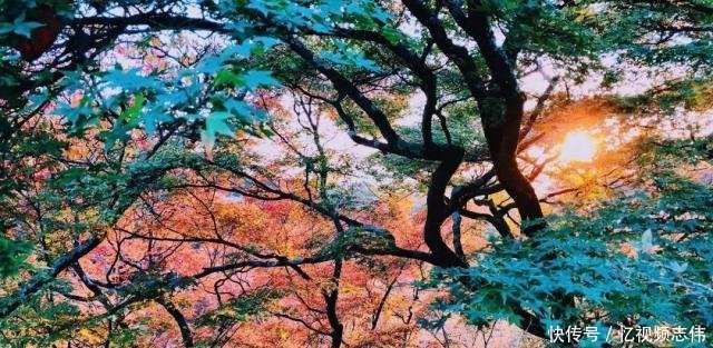 世界赏枫高阶指南｜日本与加拿大到底去哪一个