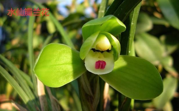  「名贵」名贵兰花价值百万、千万,那什么兰花才算是名贵兰花?