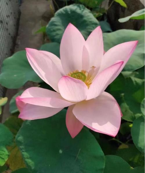  耐涝花@4种耐旱花，4种耐涝花，3种耐阴花，3种耐晒花，都是好养的懒人花