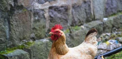  鸡粪■农村不能养鸡了？可农民养的鸡很受欢迎，怎么办？