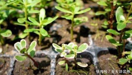 枝条@太阳花怎么扦插?教你“1招”,7天生根,10天开花,秋季扦插刚好