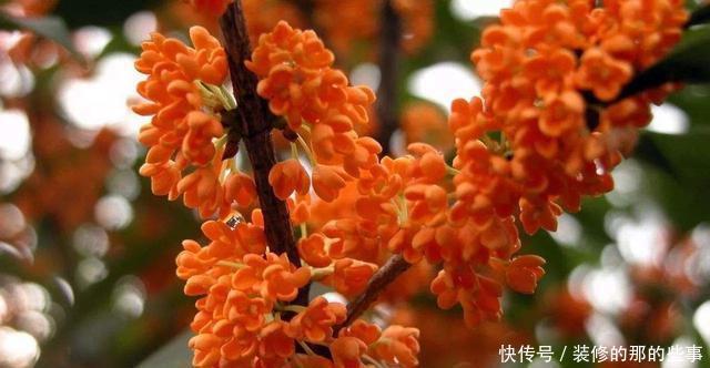  红豆杉|4种“如意”树，一边欣赏一边乘凉，种在院子寓意好