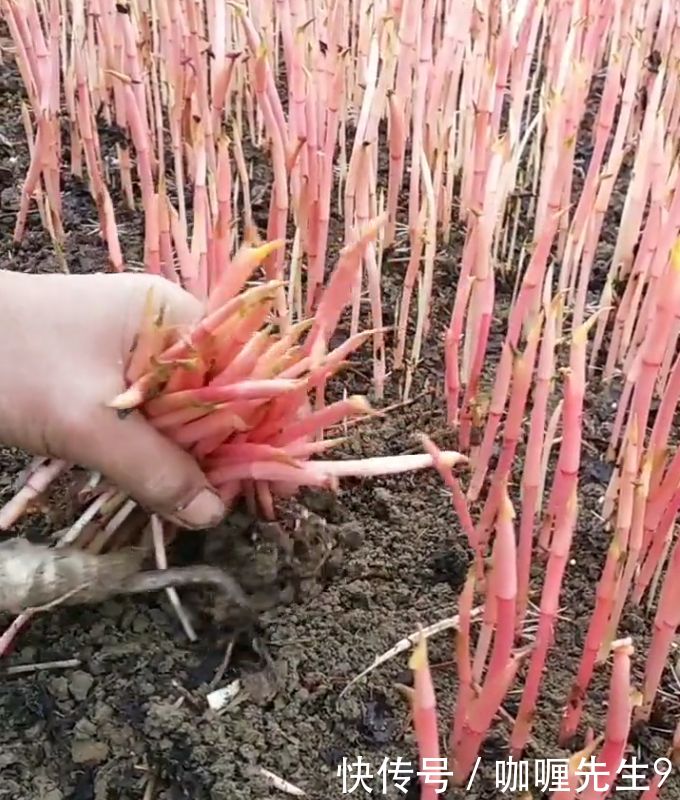 农民种植的“它”亩产3千斤，每斤10元，年赚几十万！