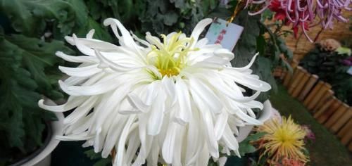  『蓝眼睛』喜欢玫瑰，不如养盆“桃花系列”桃花扇，似桃花折扇，清新之美！