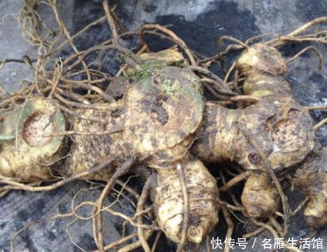  [生姜]山沟下的“1种草”，地下块茎像“生姜”，人称“老虎姜”，珍贵