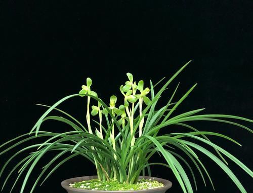  『对症下药』兰花焦尖的6大原因，搞清楚了好对症下药，兰花焦尖不用怕