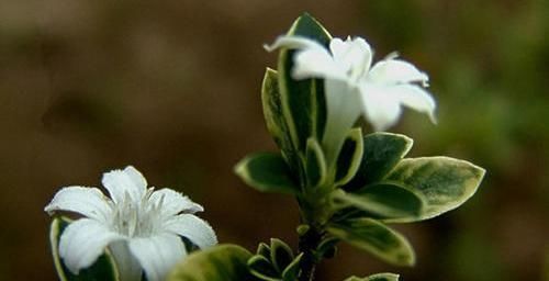 #盆栽#白马骨这种植物农村经常见到,作用广泛,可食用可供盆栽观赏