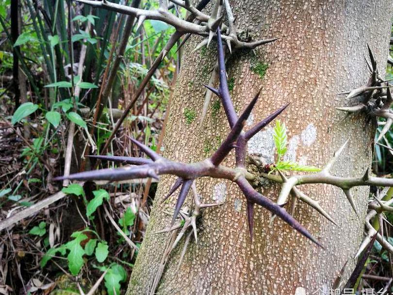乡村一种树上生长的刺，却是一味中药材，您可认识