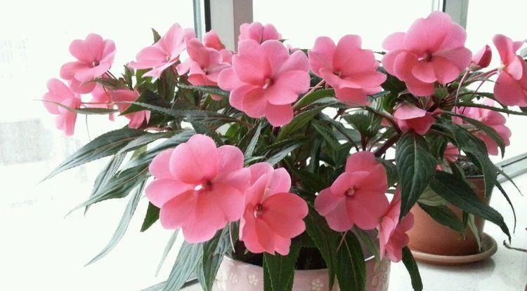  [养盆]喜欢菊花，不如养盆“精品玫瑰”蝴蝶夫人，浓郁果香，妖艳美丽！
