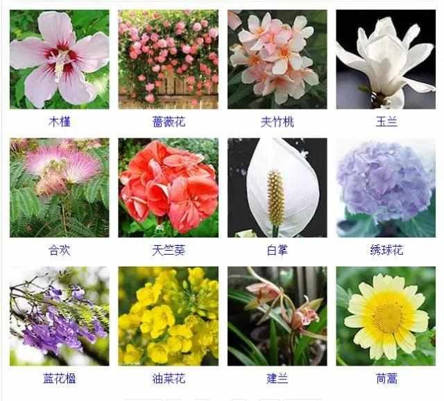  【品种】400种 · 观花植物品种大全，值得收藏