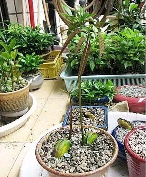 放进■我在路上捡起一座松塔,不小心把它放进了花盆里。太神奇了