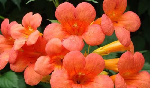  试试：喜欢玫瑰，就试试“精品”烛光，开花似美人起舞，比“菊花”美