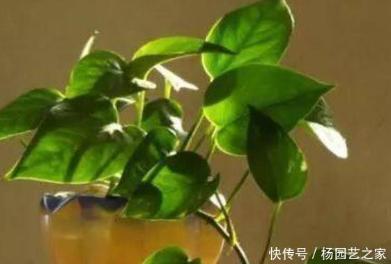  不妨@厨房做饭油烟重？不妨养上4种植物，吸掉油烟，让你爱上做饭！