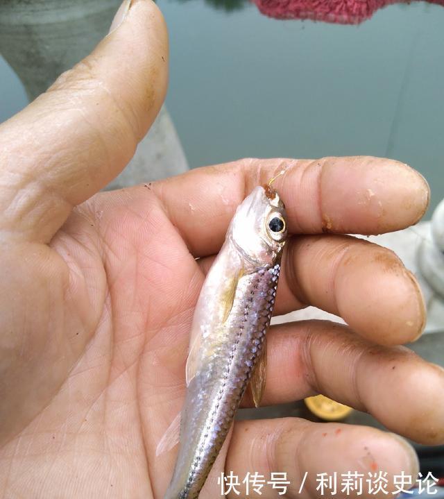  #把它放生#海淀区昆玉河，鲫鱼开口，送你钓小鱼攻略