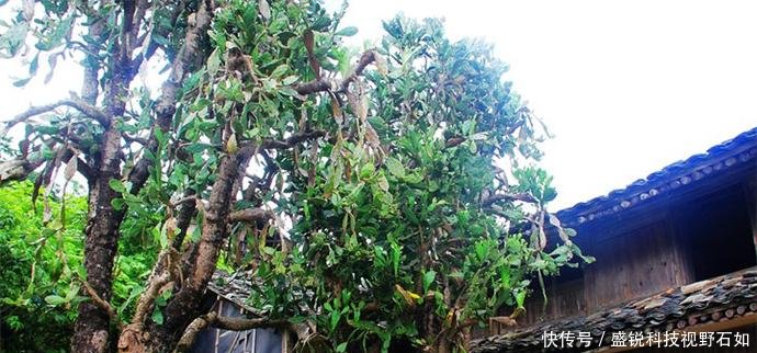 浙江、福建交界，有个300年秘境古村，仙人掌都长成了参天大树