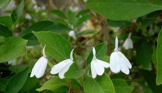  [白鹤草]老家房前挖的野草，开出一盆“白天鹅”，花瓣雪白，给钱都不卖