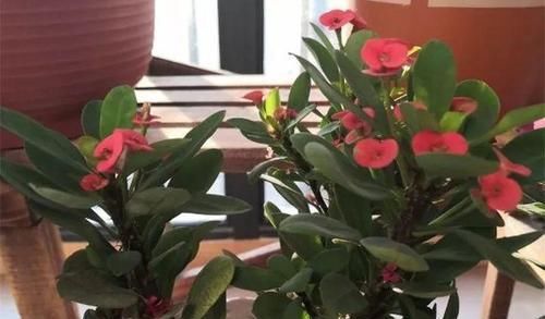  「兰属的植物」8种花其实都是多肉，旱着养才能长爆盆！
