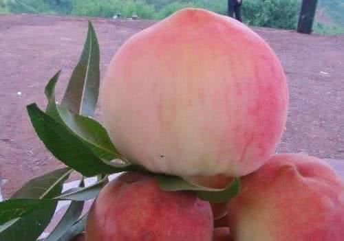 如果一个月给你一万,一辈子不吃这5种水果,你