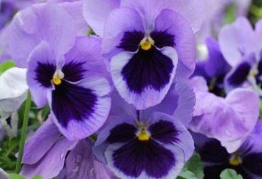  『花姿』养花就养寓意好的，花姿妖娆，盛开时繁花似锦，养在家中太美了