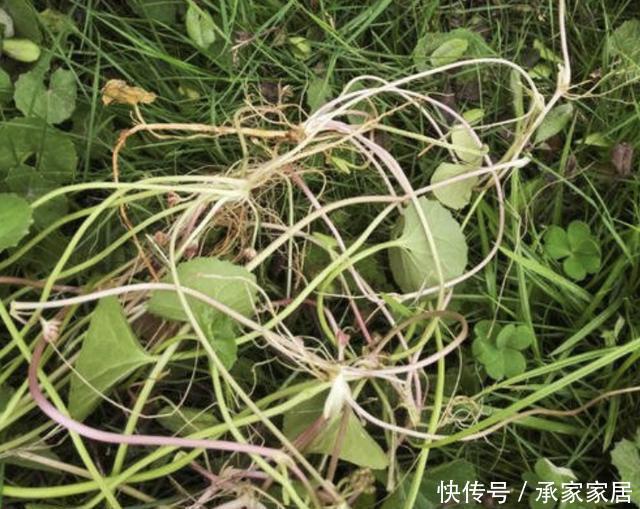  记得|在河边、农地，遇到1种“积雪草”，记得保护起来，如今珍贵！