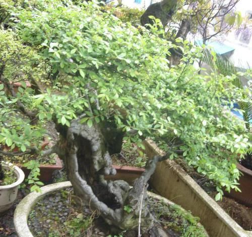  「增值」2种“盆景树”值得养，小苗1盆“50元”，养3年增值“8倍”，值！