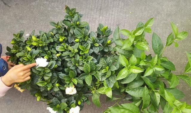  『花钱』新买的栀子花，黄叶止不住，2点弄不明白，白白浪费买花钱