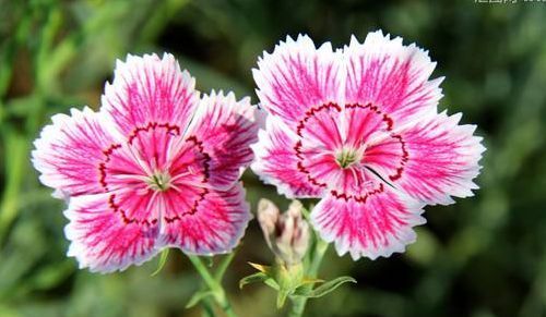  【花朵】这5款高颜值花卉，花朵漂亮显高级，种一次，年年花开不断，超美