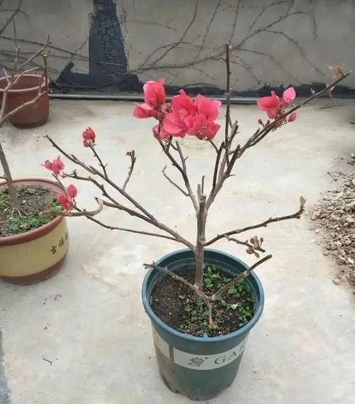  「光照」三角梅不爱开花长得慢，改变养殖方法，株型美观，花比叶多