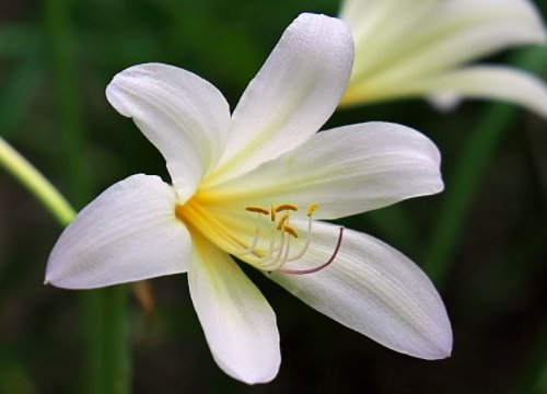  「漂亮」家养这5款花朵，花开漂亮似牡丹，全年开花不断，建造绝美小花园