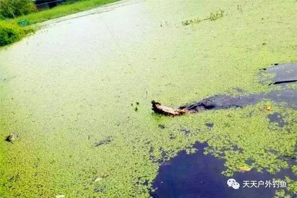  「小黑鱼」民间手竿钓黑鱼的几种方法，没钓过黑鱼的可以试试，操作异常简单