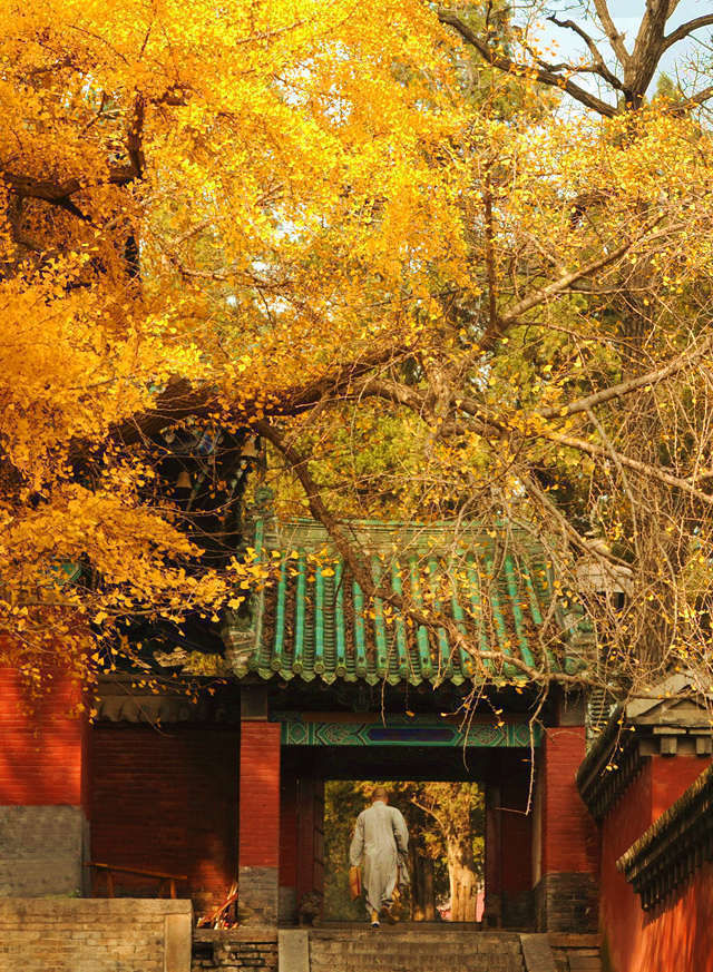 惊艳！少林寺那棵美了1500年的银杏树