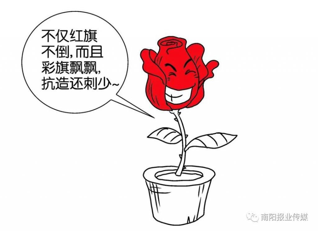  【玫瑰】哪有什么玫瑰？长哩美的都是月季！
