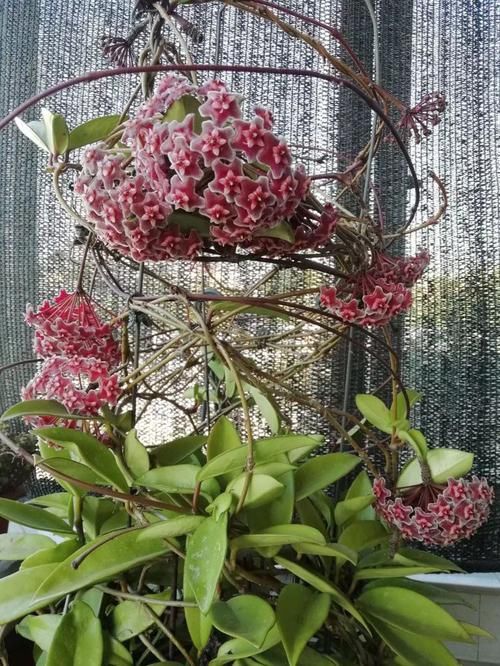  「花香」喜欢菊花，不如养这四款花，花香十足，花色绚丽多彩