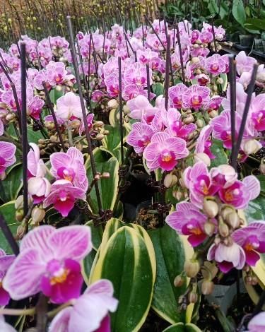  【喜欢】5种难养的花卉，看看有没有你养护成功的