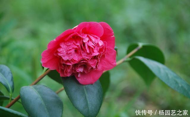  【新芽】“山茶花”嫁接，注重几个技巧和方法，成活高生长快新芽蹭蹭长