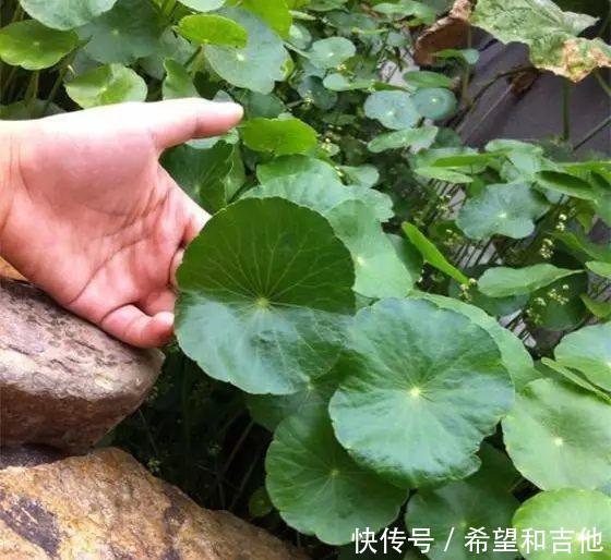  长爆@铜钱草“超爱”1种肥，半月浇1次，蹭蹭长爆盆，叶子比硬币大3倍！