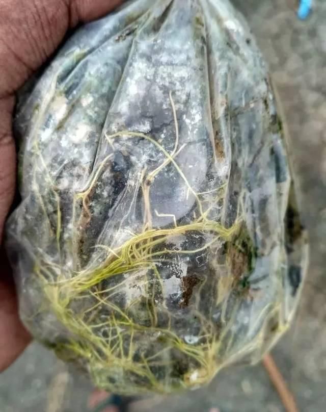  剥皮的部分：学会用压条繁殖植物，就感觉播种和扦插植物弱爆了，你喜欢哪种？