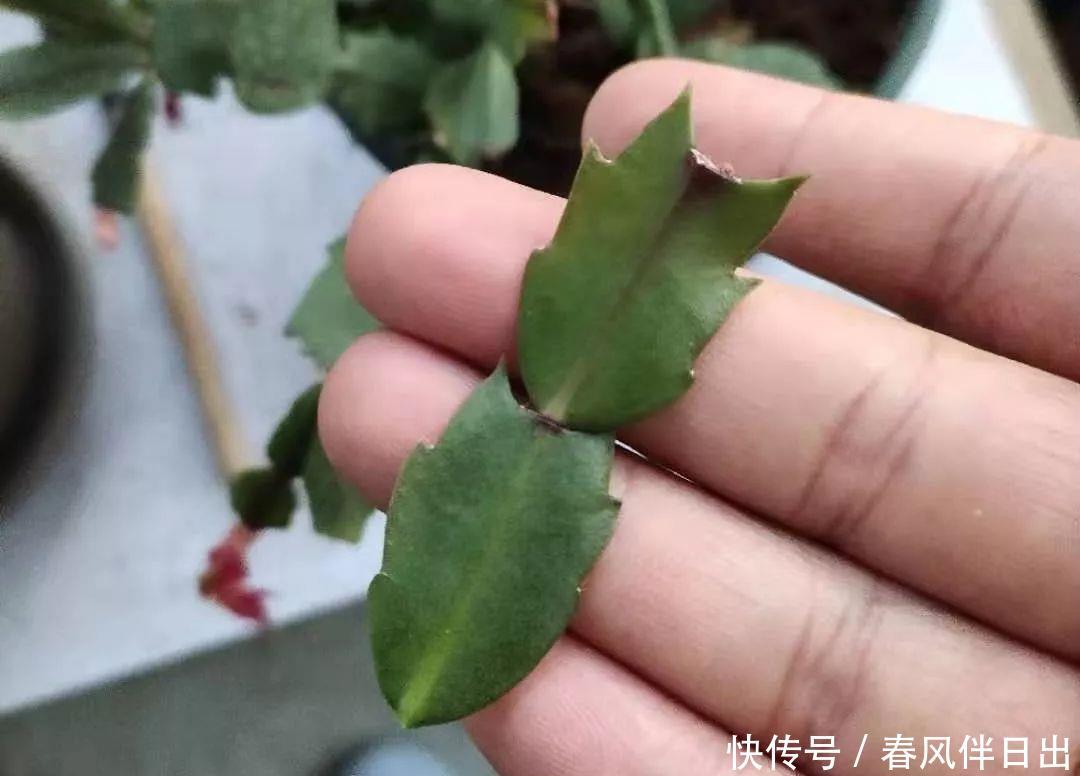 水培花瓶@总是养不好的3种花,赶紧扔水里,越长越有劲!